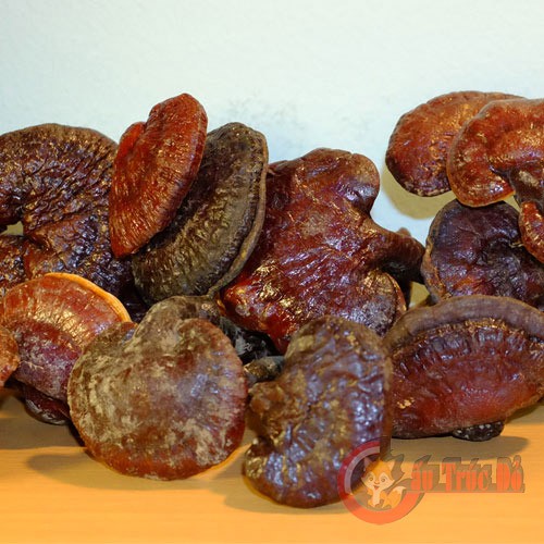 nam-lim-xanh-moi-1 nam lim xanh tu nhien