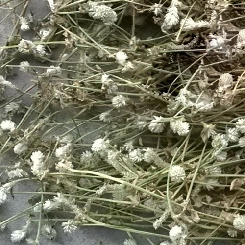 cay-no-ngay-dat-kho cay-no-ngay-dat-kho