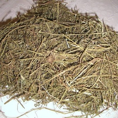 diep-ha-chau-kho-105 diep-ha-chau-kho-105