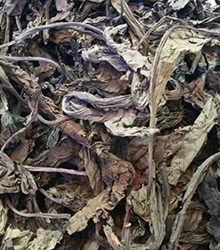 Cây Bồ Công Anh (Khô)