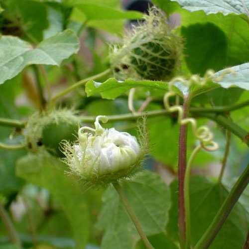 cay-lac-tien cay-lac-tien