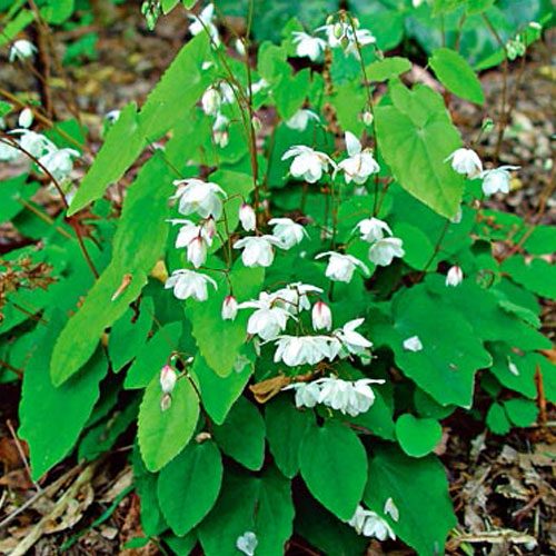 dam-duong-hoac dam-duong-hoac