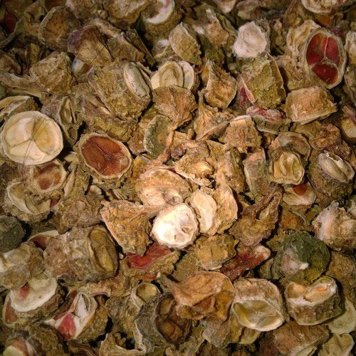 kho-qua-rung-a105 kho-qua-rung-a105