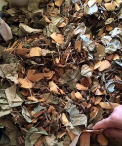 Lá Thuốc Tắm Người Dao Đỏ