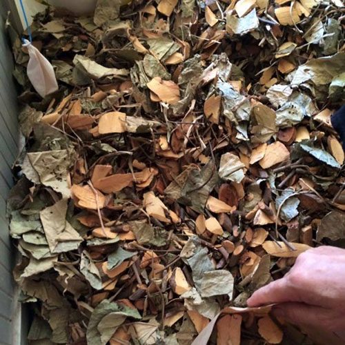 la-tam-nguoi-dao1 la-tam-nguoi-dao1