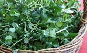 an cai xoong ngua ung thu vu