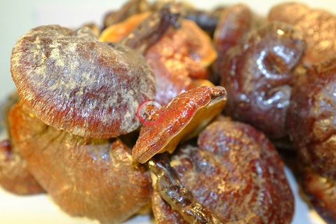 duoc lieu tu nhien cho nguoi viem gna