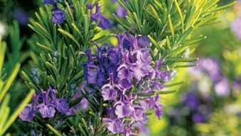 gia vi quen thuoc giam nguy co ung thu