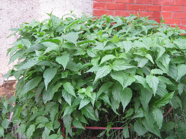 cay-bim-bip-moc-hoang-3108