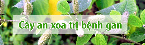 cay-an-xoa-tri-gan