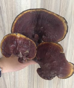 Nấm Lim Xanh Loại Đặc Biệt