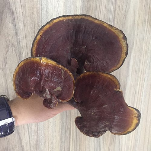 nam-lim-xanh-loai-1_1 nam-lim-xanh-loai-1_1