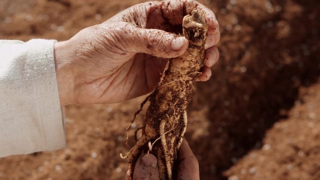 lưu ý khi sử dụng hồng sâm