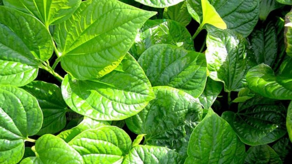 Lá lốt có giúp chữa đau nhức xương khớp khi trời lạnh?