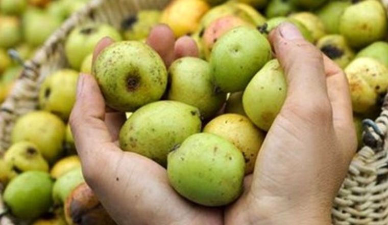 táo mèo trị tăng huyết áp